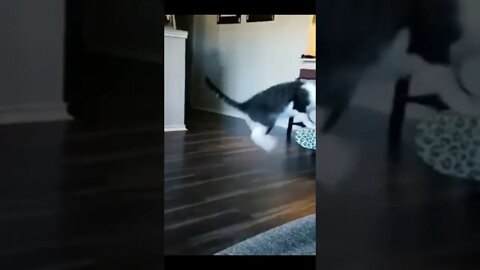 Cat Funny Movement #funny #funnyanimal #shorts #video