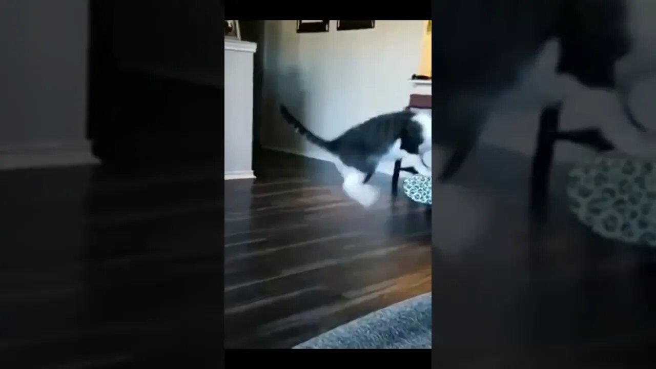 Cat Funny Movement #funny #funnyanimal #shorts #video