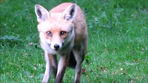 FOX VIDEO #foxesfeeding #foxcubs #foxes #wildlife #magpies #relaxing