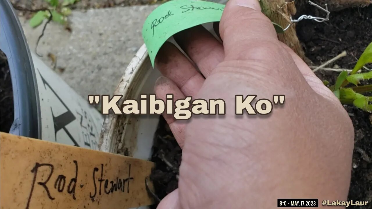 "Kaibigan Ko" 🍁