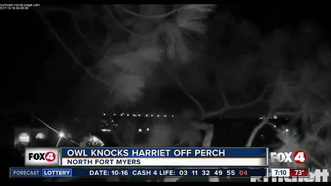 Owl knocks Harriet off perch