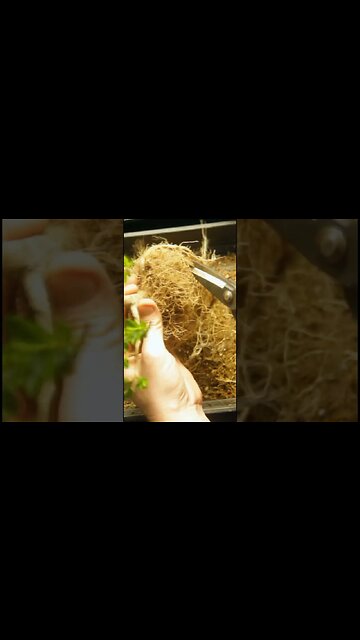 Privet Bonsai #shorts