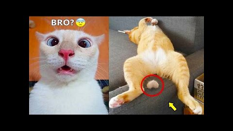 Funny Cute Dog and Cat Videos Compilation 🐶🐱 2022 Part