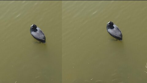 A beautiful Eurasian coot Swimming and refreshing on lake