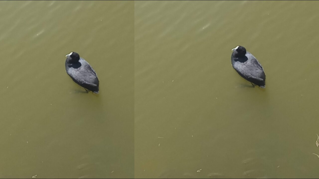A beautiful Eurasian coot Swimming and refreshing on lake