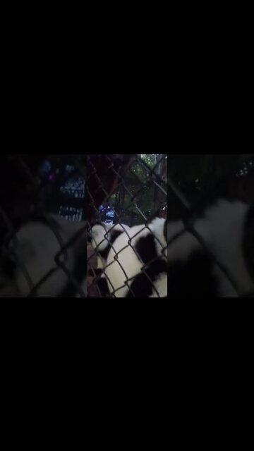 jailed monkeys in Miami