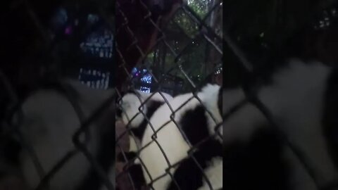 jailed monkeys in Miami