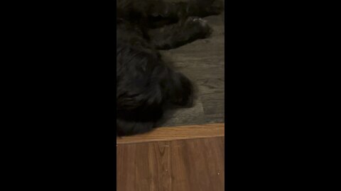 Snoring Newfoundland dog