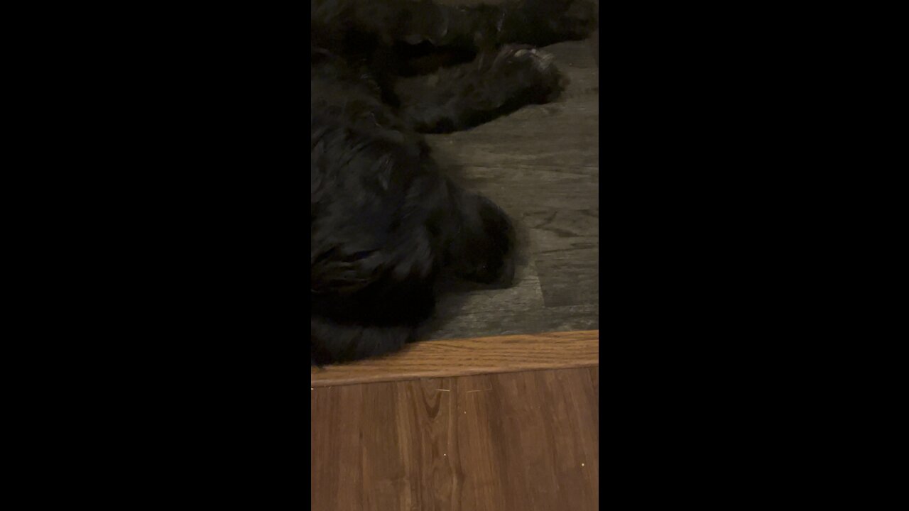 Snoring Newfoundland dog