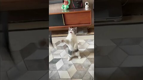 Thug Cat #petcat #thucung #meow #cat #xhtiktok #tiktok