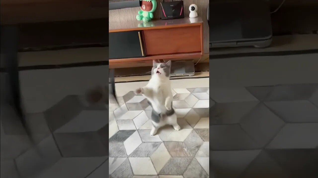 Thug Cat #petcat #thucung #meow #cat #xhtiktok #tiktok