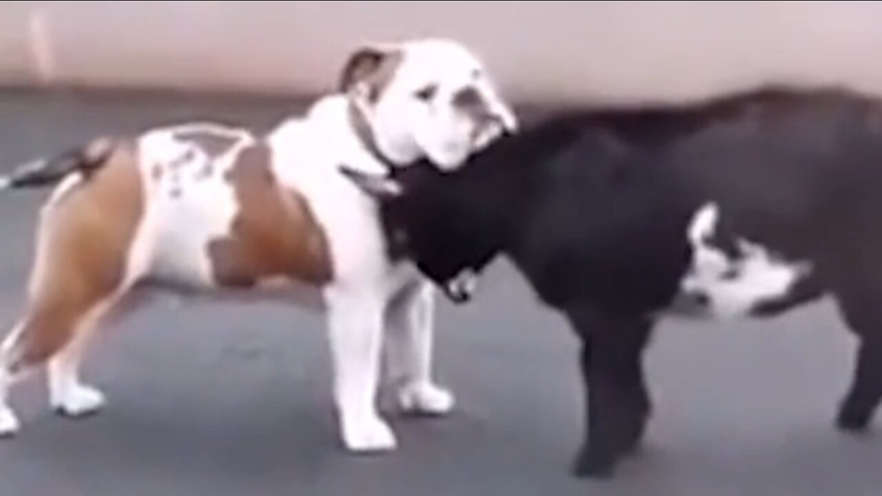 dogs and sheep having fun playing