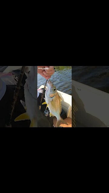 Fishing with SHRIMP 🦐 #fishing #shorts