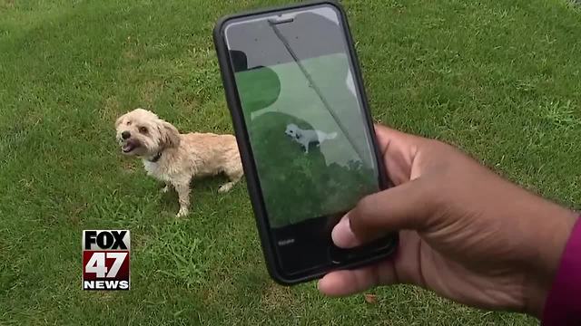 New app identifies dog breeds with photo