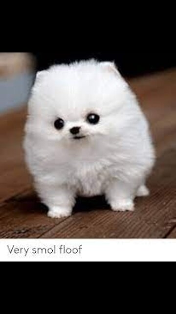 Smol floof, big awoooo