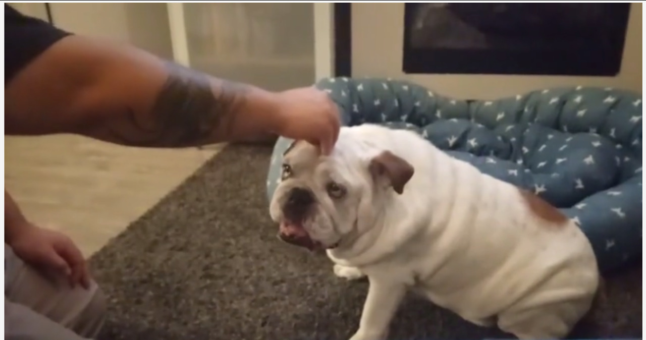 Competitive Bulldog Confuses "Butterfly" Playtime With Fighting