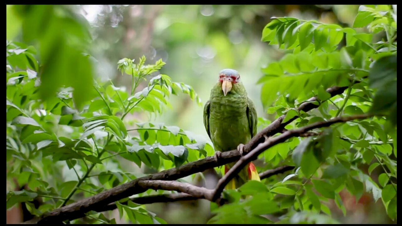 Bird Song - Nature Sound Relaxation