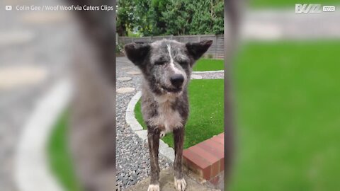 L'en-cas favori de ce chien ? Les cailloux...