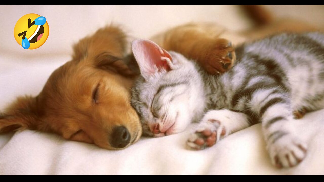 Cat and dog funny videos 🙀