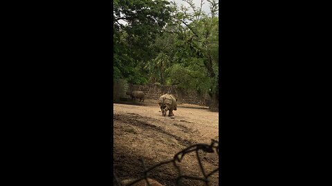 Rhino and deer