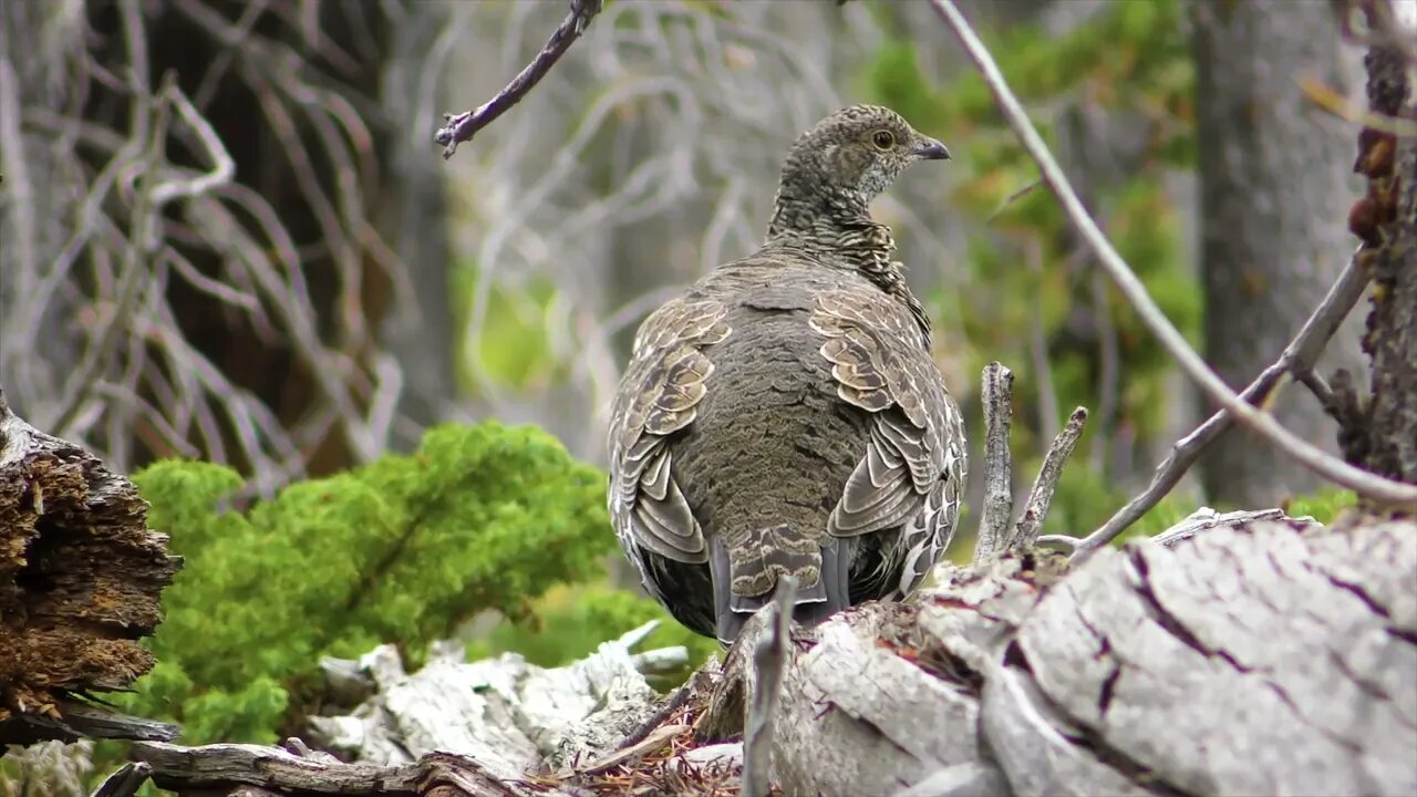 Wild Birds Special Collection 8K VIDEO ULTRA HD HDR 60FPS-4