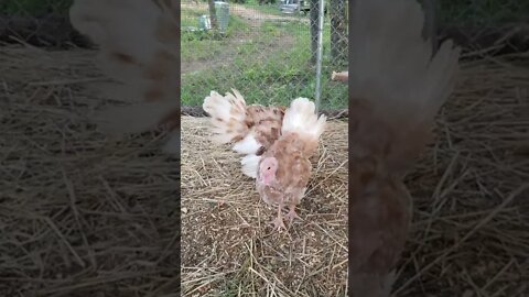 WATCH These BabyTurkeys Strut!