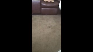 Battle of the Lavender Oil Cap 1