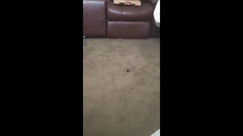Battle of the Lavender Oil Cap 1