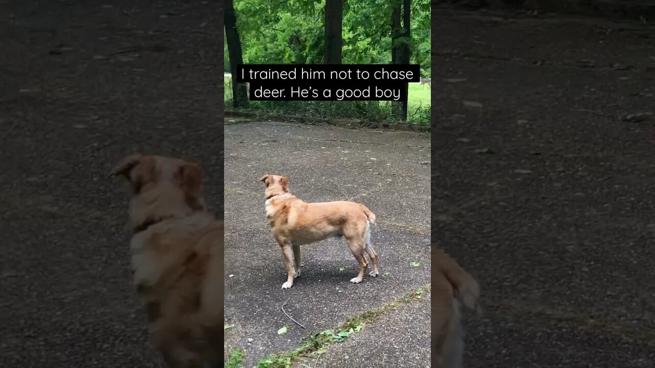 Good boy