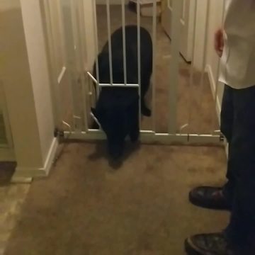 Cute Dog Has Trouble Squeezing Through Dog Gate