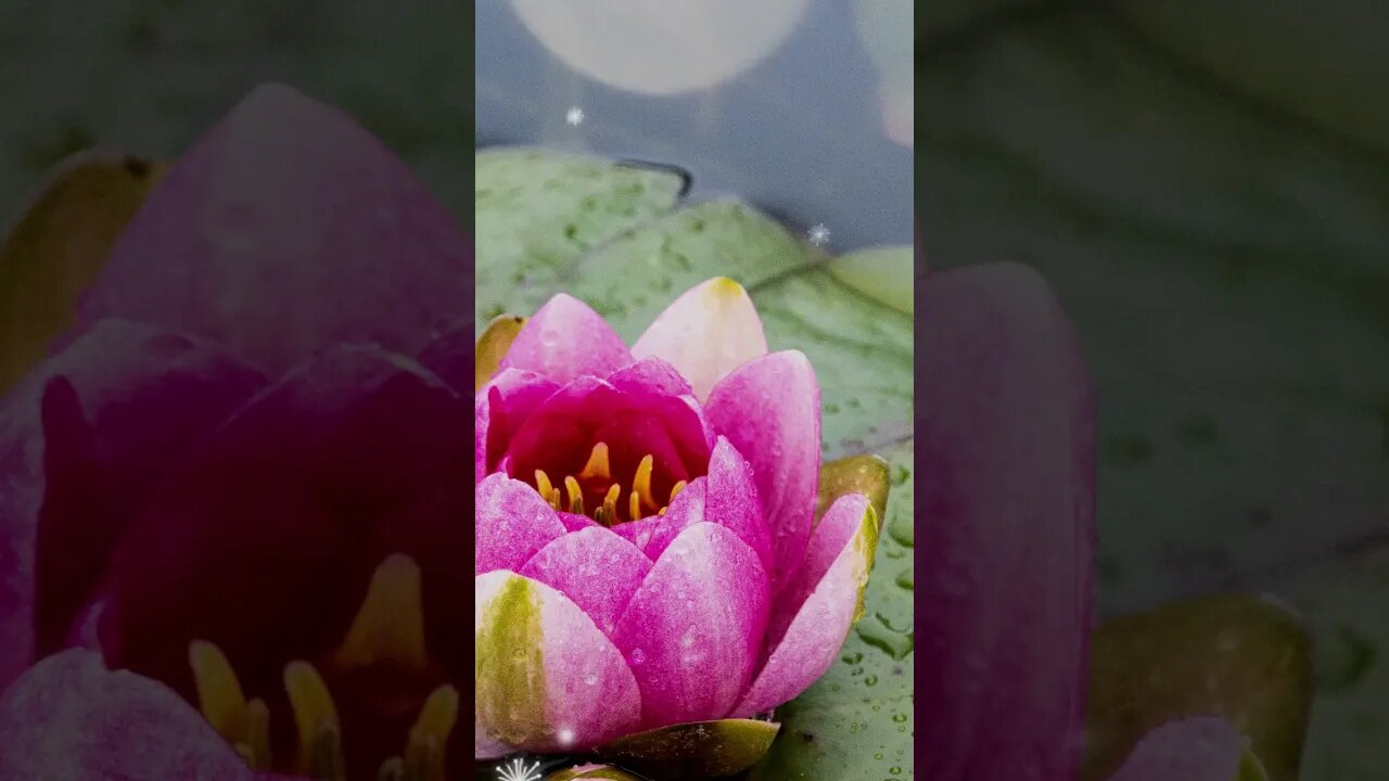 1 Minute Meditation I AM BLESSED #shorts #youtubeshorts #1minutemeditation #zen