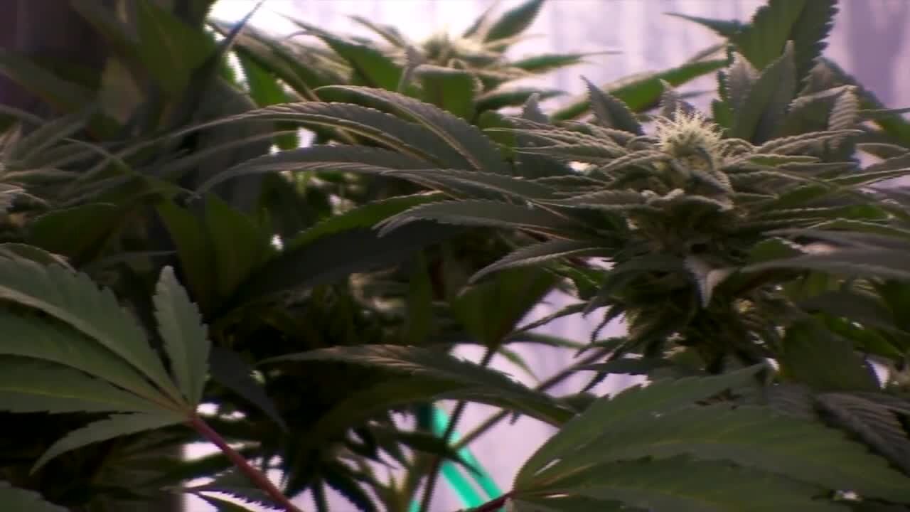 Marijuana shops will not be opening in Charlotte any time soon. But the community could see marijuana growing and processing production facilities soon.