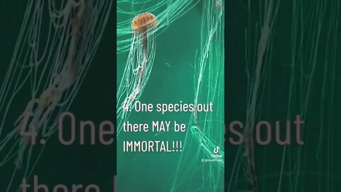 Believe in IMMORTALITY?? #1080p #studiobee #facts #learning #education #jellyfish