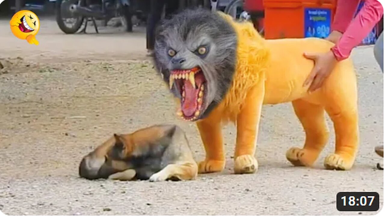 Troll Prank Dog Funny & fake Lion and Fake Tiger Prank To dog & Huge Box Prank to dog