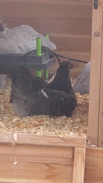 Harley the Rooster is finding his voice.