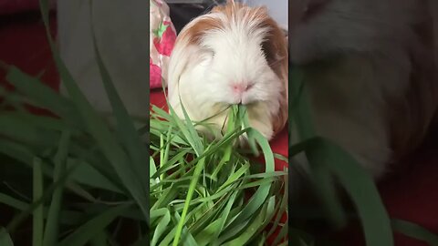 Guinea pigs relax and eat grass