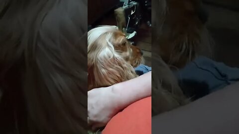 golden dog , shorts(1)