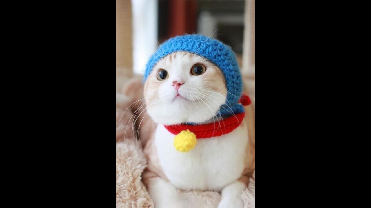 Baby and cat kawai