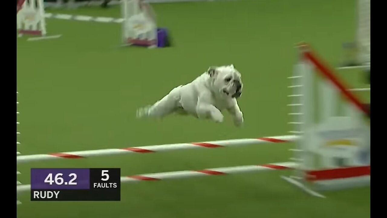 LOOK WHAT THESE DOGS CAN DO!