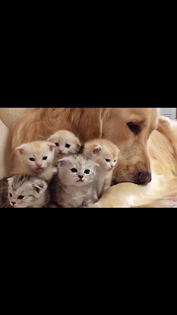 Golden Retriever patiently watching newborn kittens
