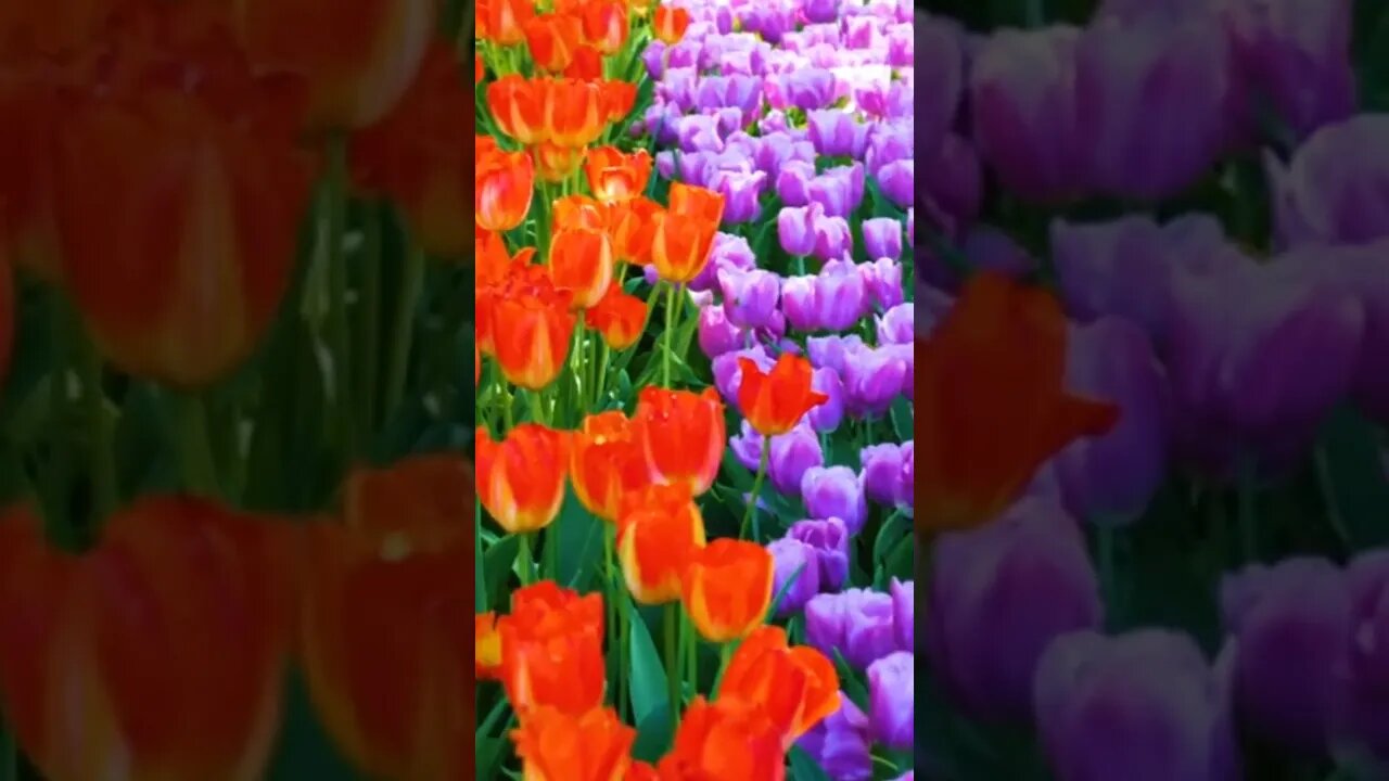 You Will ONLY See This 🤔 in Keukenhof Gardens, Netherlands 📍 Video Link Below