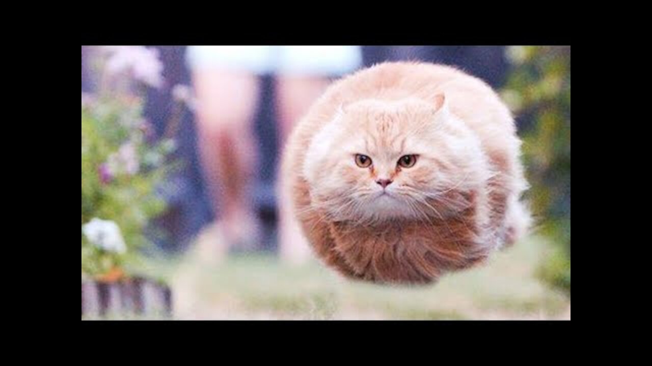 🤣Funny Animals Videos 2020🤣Best Of The 2020 Funny Animal Videos