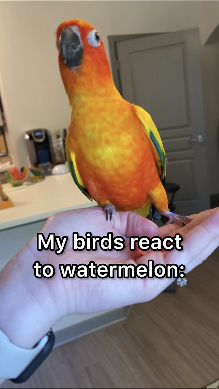 Two birds try watermelon for the first time