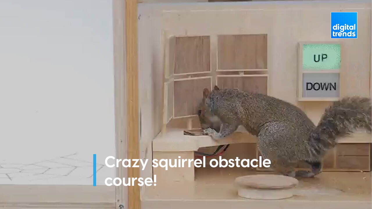 Obstacle course for squirrels