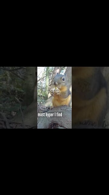 Squirrel Eating Nuts And Sound