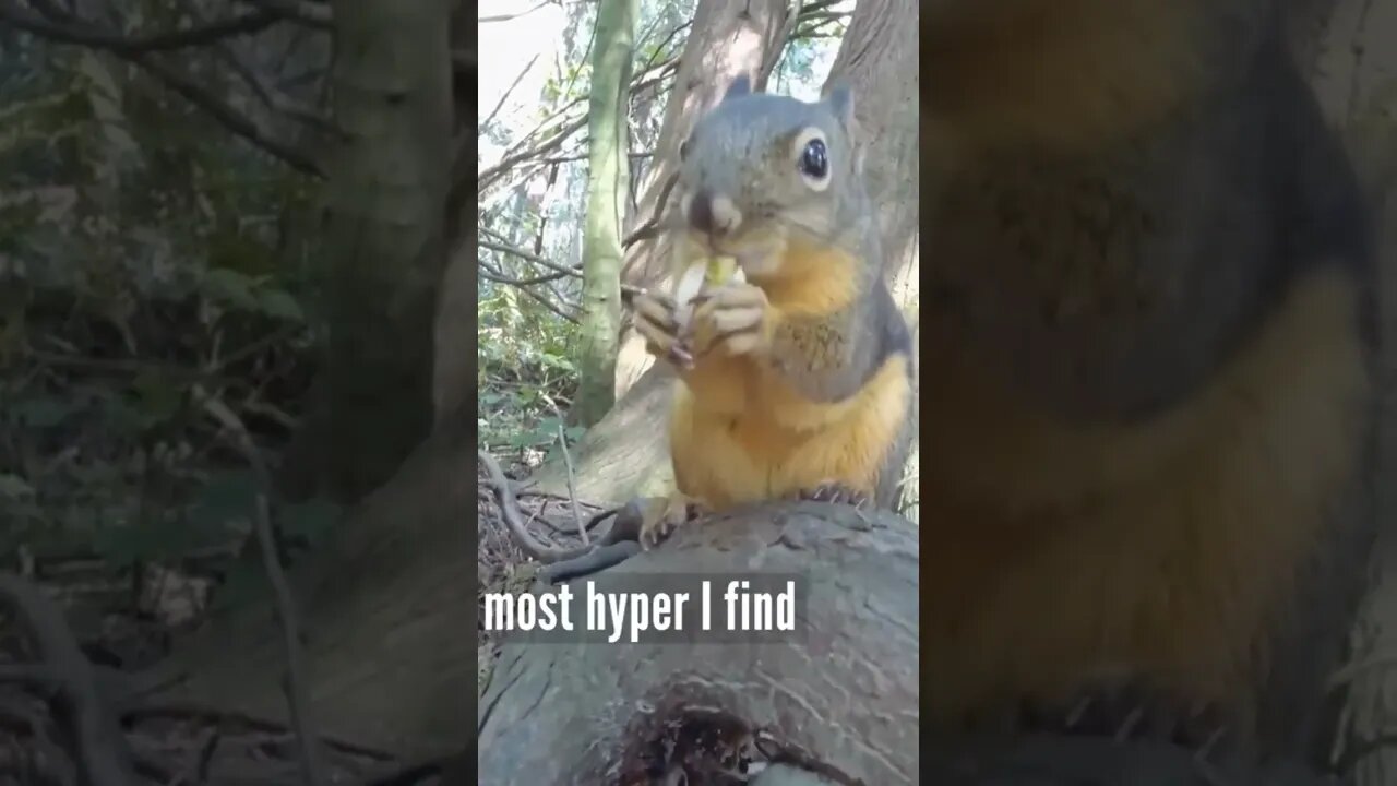 Squirrel Eating Nuts And Sound