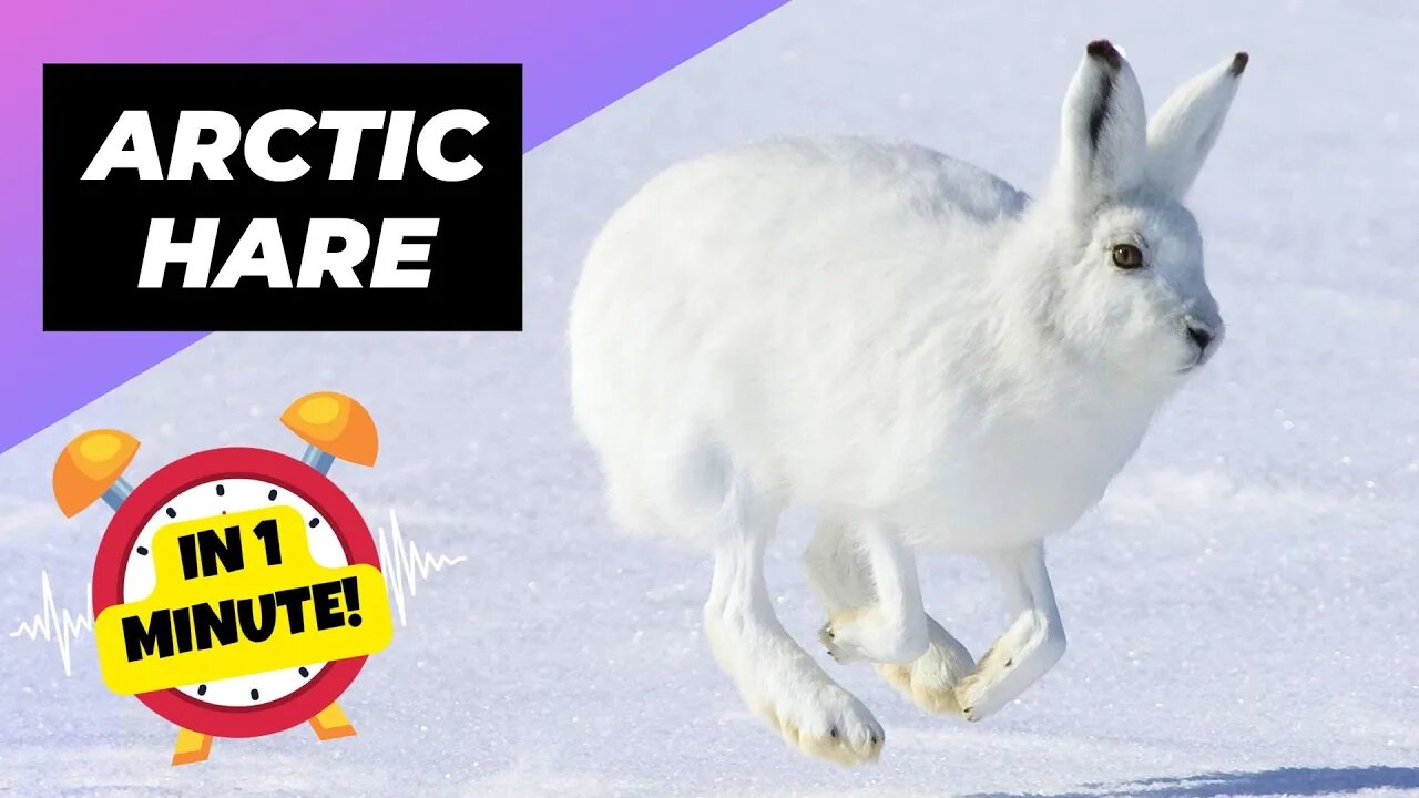 Arctic Hare - In 1 Minute! 🐰 The Cutest Snowball Of The Arctic | 1 Minute Animals