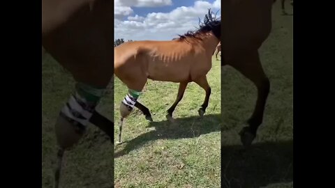 Cavalo manco de uma Perna #shorts