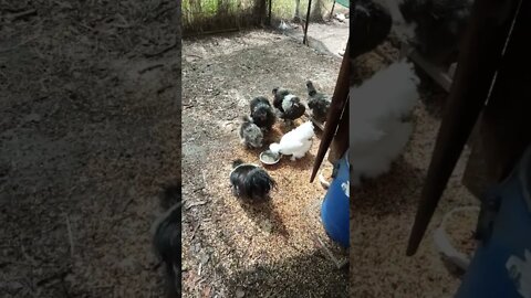 Roosters are calling the hens to come and get the mash