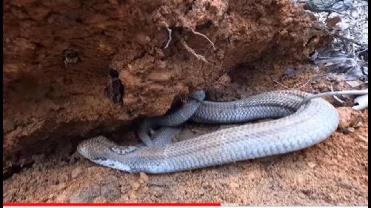 Discover: Cobra Nests Swarming Under Rotten Tree